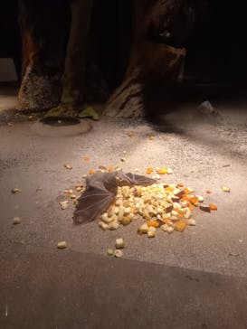 天王寺動物園に投稿された画像（2020/10/25）