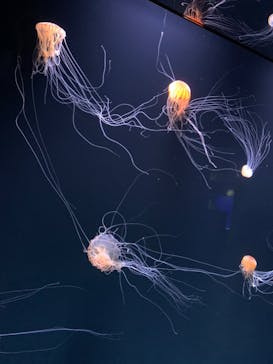 サンシャイン水族館に投稿された画像（2020/10/26）