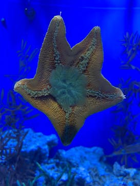 サンシャイン水族館に投稿された画像（2020/10/26）