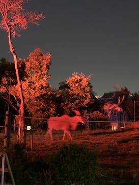 天王寺動物園に投稿された画像（2020/10/26）