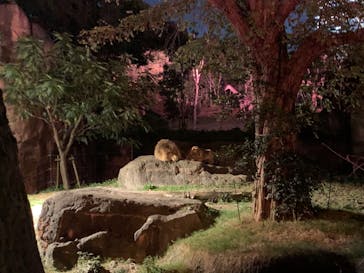 天王寺動物園に投稿された画像（2020/10/26）