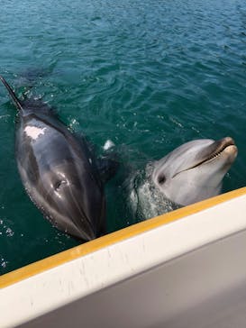 うみたま体験パーク 「つくみイルカ島」に投稿された画像（2020/10/26）