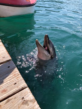 うみたま体験パーク 「つくみイルカ島」に投稿された画像（2020/10/26）