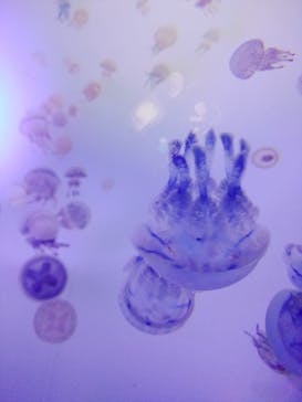 サンシャイン水族館に投稿された画像（2020/10/26）