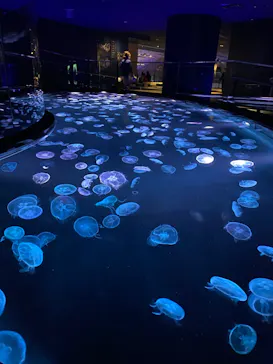 すみだ水族館に投稿された画像（2020/10/26）