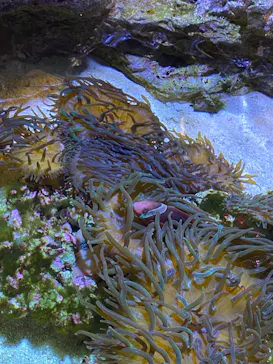 すみだ水族館に投稿された画像（2020/10/26）
