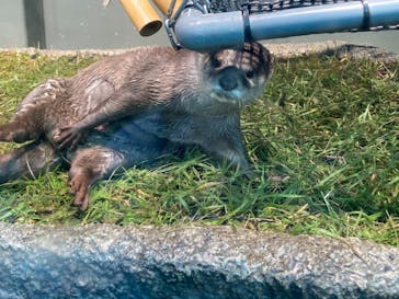サンシャイン水族館に投稿された画像（2020/10/26）