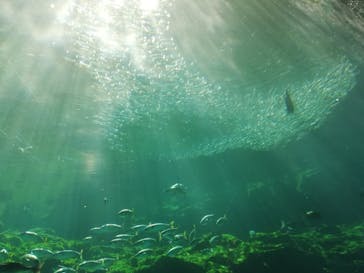 九十九島水族館海きららに投稿された画像（2020/10/26）