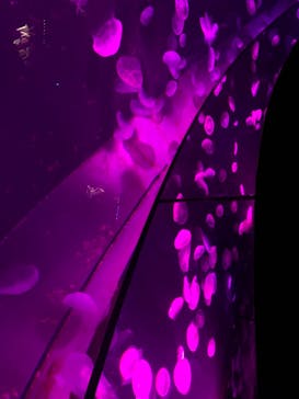 サンシャイン水族館に投稿された画像（2020/10/26）