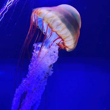 すみだ水族館に投稿された画像（2020/10/26）