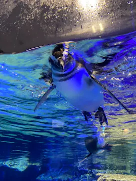 すみだ水族館に投稿された画像（2020/10/26）