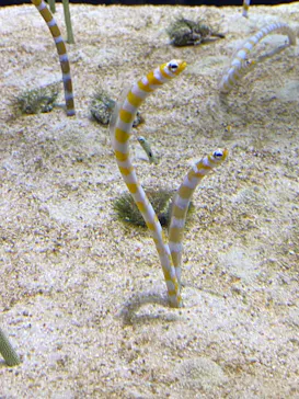 すみだ水族館に投稿された画像（2020/10/26）