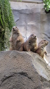 神戸どうぶつ王国に投稿された画像（2020/10/26）