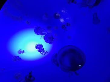 サンシャイン水族館に投稿された画像（2020/10/26）