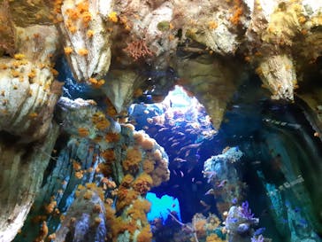 サンシャイン水族館に投稿された画像（2020/10/26）