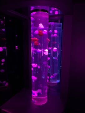 サンシャイン水族館に投稿された画像（2020/10/26）