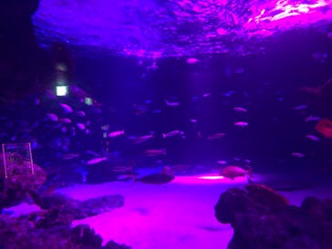 サンシャイン水族館に投稿された画像（2020/10/26）