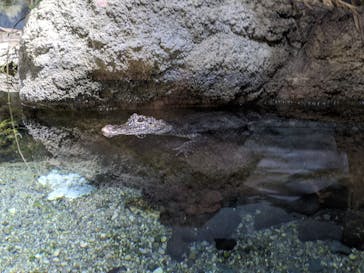 天王寺動物園に投稿された画像（2020/10/26）