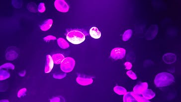 サンシャイン水族館に投稿された画像（2020/10/27）