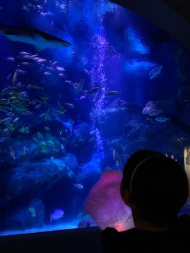 すみだ水族館に投稿された画像（2020/10/27）