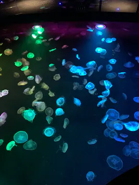 すみだ水族館に投稿された画像（2020/10/27）