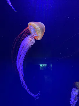 すみだ水族館に投稿された画像（2020/10/27）