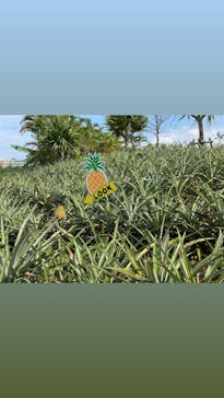 ナゴパイナップルパークに投稿された画像（2020/10/27）