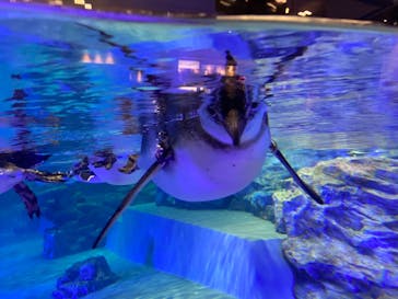 すみだ水族館に投稿された画像（2020/10/27）