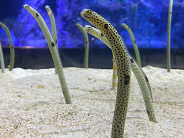 すみだ水族館に投稿された画像（2020/10/27）