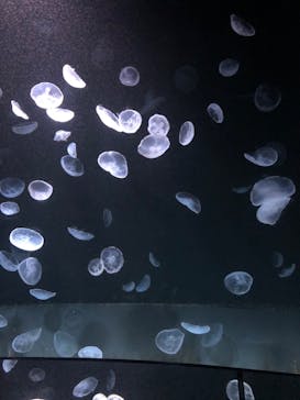 サンシャイン水族館に投稿された画像（2020/10/27）