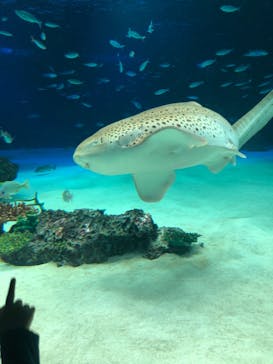 サンシャイン水族館に投稿された画像（2020/10/27）
