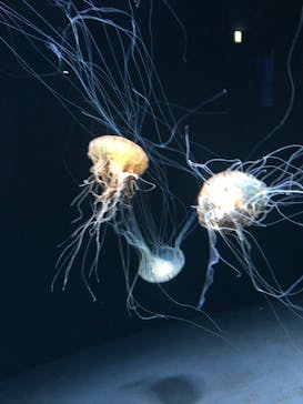 サンシャイン水族館に投稿された画像（2020/10/27）