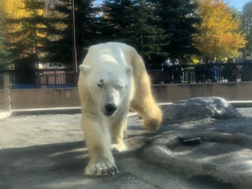 旭川市旭山動物園に投稿された画像（2020/10/27）