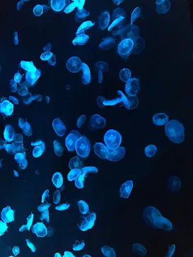 すみだ水族館に投稿された画像（2020/10/27）