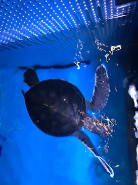 すみだ水族館に投稿された画像（2020/10/27）