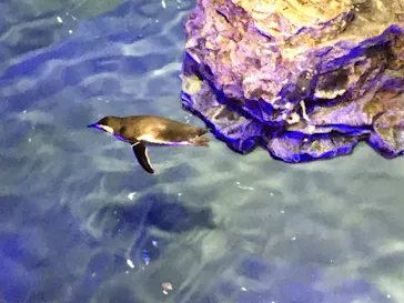 すみだ水族館に投稿された画像（2020/10/27）