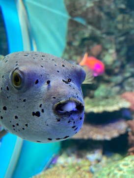 サンシャイン水族館に投稿された画像（2020/10/27）