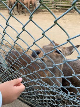 群馬サファリパークに投稿された画像（2020/10/27）