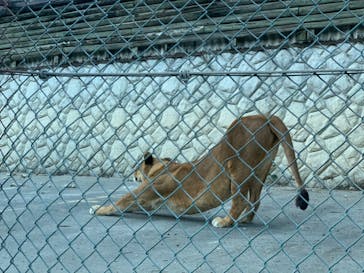 群馬サファリパークに投稿された画像（2020/10/27）