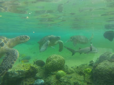 横浜・八景島シーパラダイスに投稿された画像（2020/10/28）