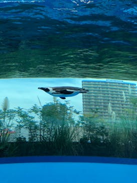 サンシャイン水族館に投稿された画像（2020/10/28）