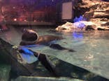 すみだ水族館に投稿された画像（2020/10/28）