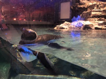 すみだ水族館に投稿された画像（2020/10/28）