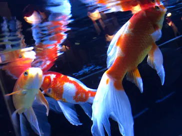 すみだ水族館に投稿された画像（2020/10/28）