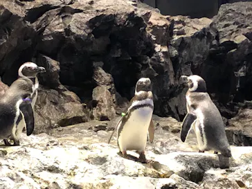 すみだ水族館に投稿された画像（2020/10/28）
