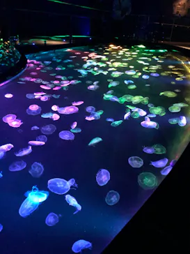 すみだ水族館に投稿された画像（2020/10/28）