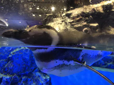 すみだ水族館に投稿された画像（2020/10/28）