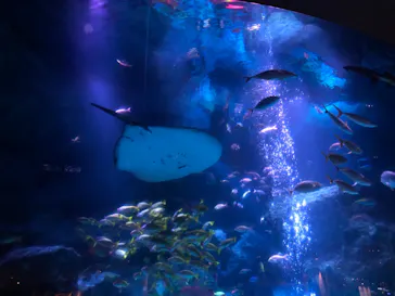 すみだ水族館に投稿された画像（2020/10/28）