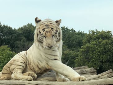 群馬サファリパークに投稿された画像（2020/10/28）