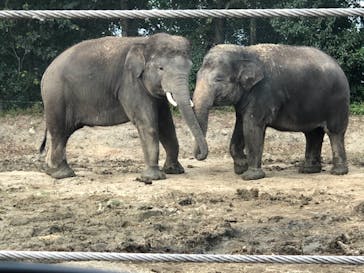 群馬サファリパークに投稿された画像（2020/10/28）